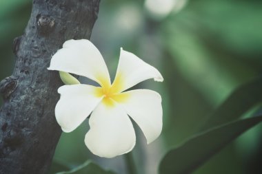 ağaç üzerinde beyaz frangipani çiçek