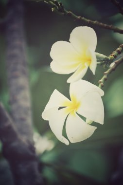 ağaç üzerinde beyaz frangipani çiçek