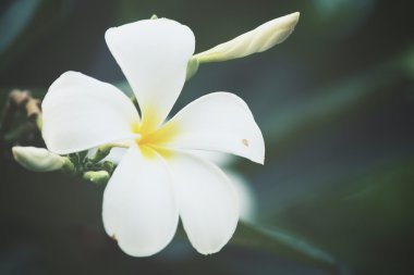 ağaç üzerinde beyaz frangipani çiçek