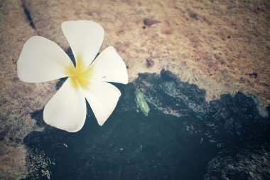 Beyaz frangipani çiçek su ile