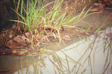 su ile yeşil çimen