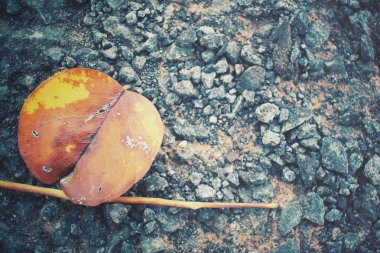 Kurutulmuş Yapraklar