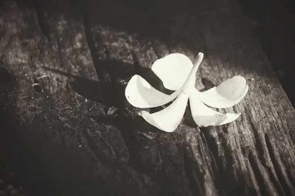Květ bílý keře se stínem — Stock fotografie