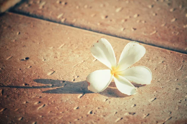 Vit frangipani blomma med skugga — Stockfoto