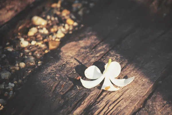 Fiore frangipani bianco con ombra — Foto Stock