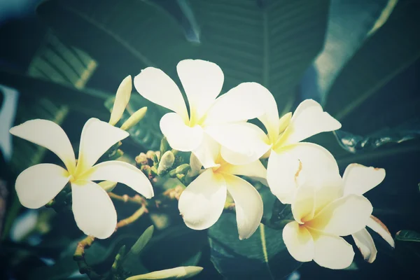 Witte frangipani bloem op boom — Stockfoto