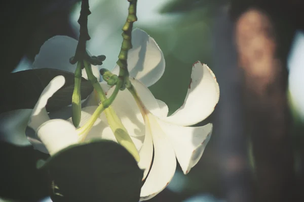 ツリー上の白いプルメリアの花 — ストック写真