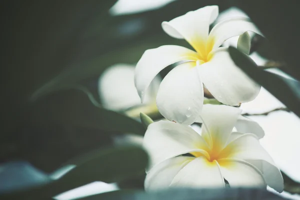 Vit frangipani blomma på träd — Stockfoto