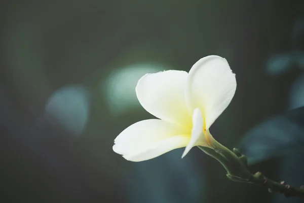Белый цветок франджипани на дереве — стоковое фото