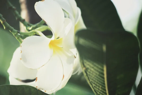 Vit frangipani blomma på träd — Stockfoto