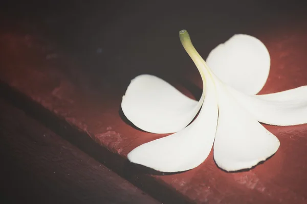 White frangipani flower with shadow — Stock Photo, Image