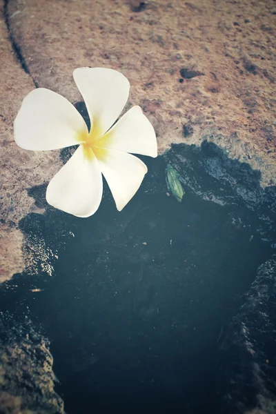 Floare frangipani albă cu apă — Fotografie, imagine de stoc