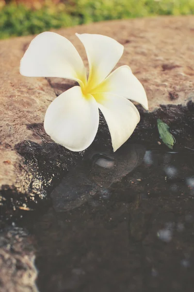 Fleur frangipani blanche avec de l'eau — Photo