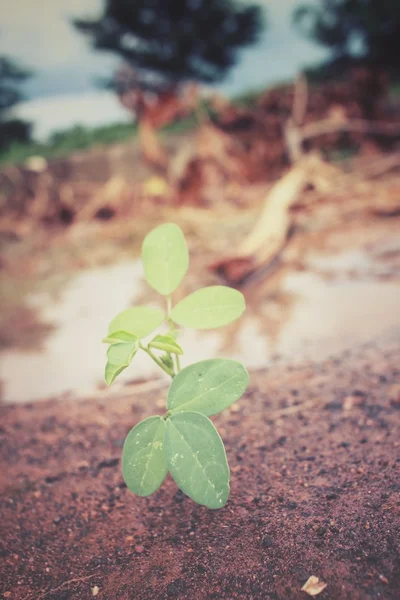 Plantes sur sol — Photo