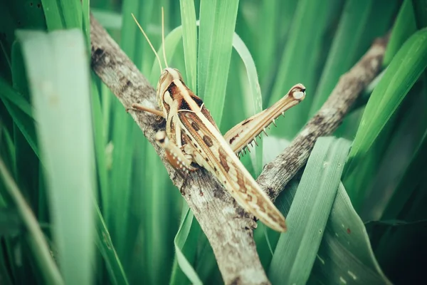 Grasshopper — Stock Photo, Image