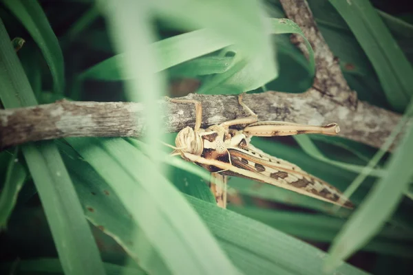 Grasshopper — Stock Photo, Image