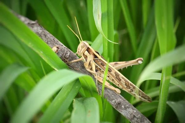 Saltamontes —  Fotos de Stock