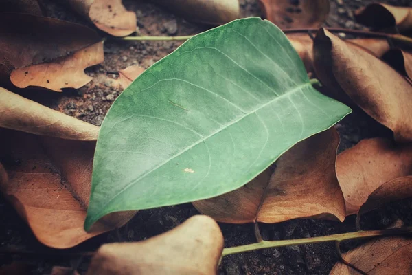 Grüne und braune Blätter — Stockfoto