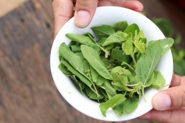 Köy tahtasında taze fesleğen yaprakları