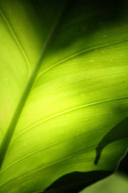 yaprakları ile gölge