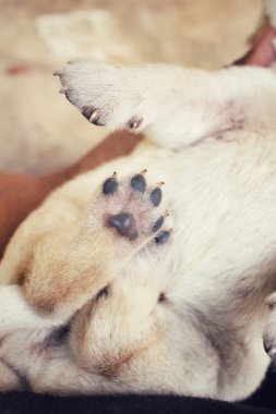 Ayaklar köpek yavrusu labrador uyku
