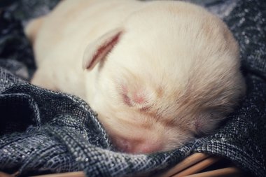 uyku labrador köpek yavrusu