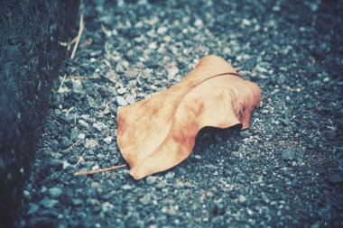 Kurutulmuş Yapraklar