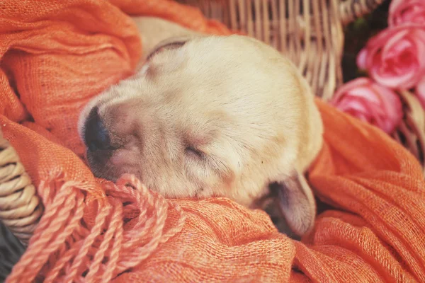 Uyku labrador köpek yavrusu — Stok fotoğraf