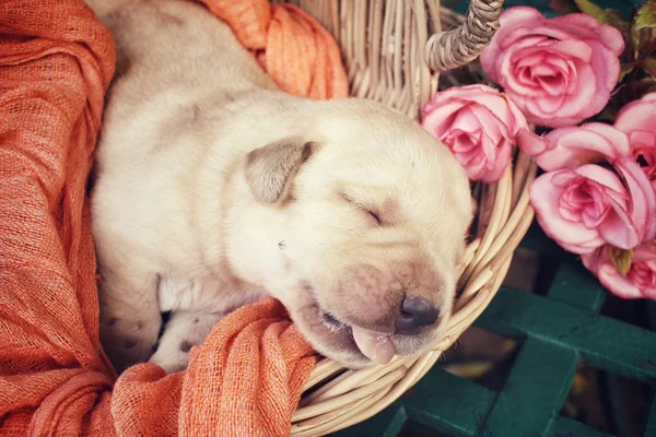 Labrador štěně spát — Stock fotografie
