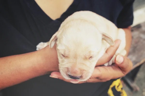 Labrador štěně spí s rukou — Stock fotografie