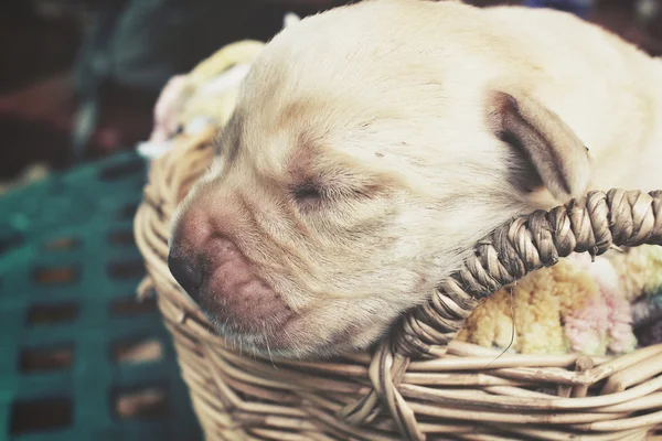 Labrador štěně spát — Stock fotografie