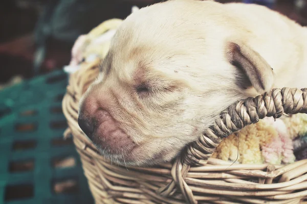 ラブラドール子犬の睡眠 — ストック写真