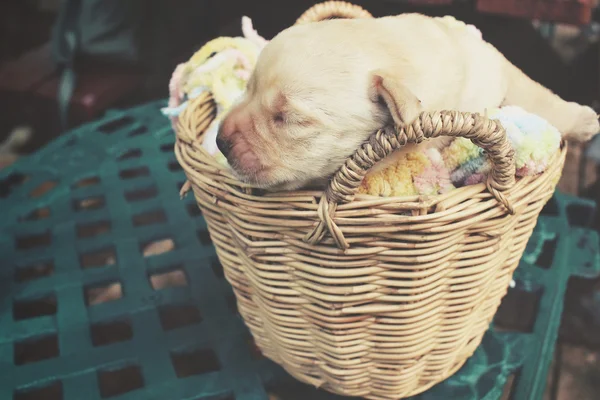 Uyku labrador köpek yavrusu — Stok fotoğraf