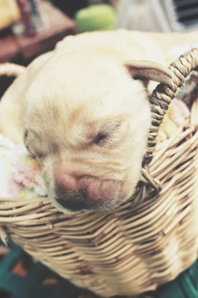 Labrador puppy sleeping — Stock Photo, Image