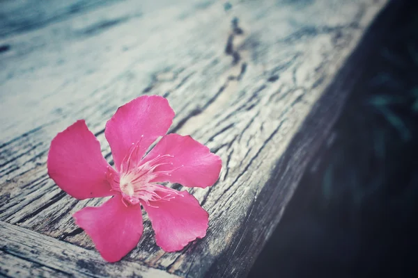 Rosa blommor — Stockfoto