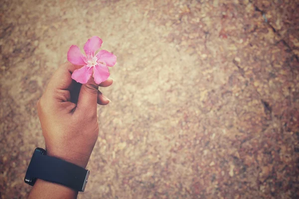 Pink flowers on hand — Stock Photo, Image
