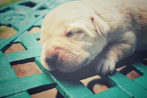Labrador valp sova — Stockfoto