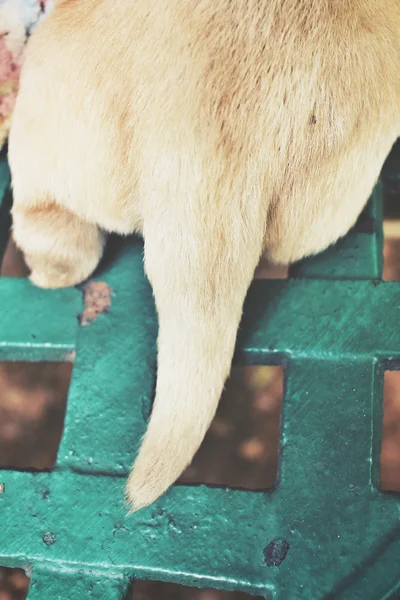 Tail of labrador puppy — Stock Photo, Image