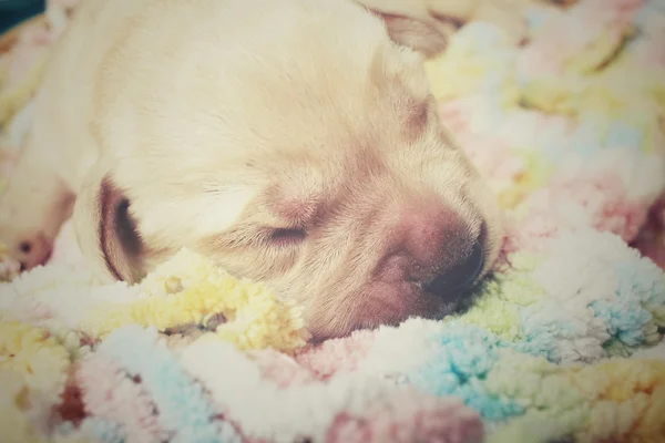 Uyku labrador köpek yavrusu — Stok fotoğraf