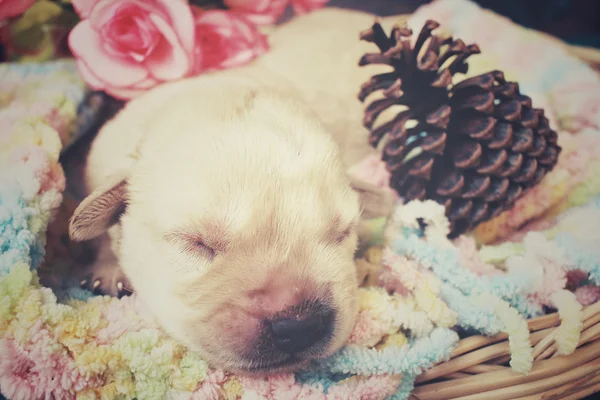 Labrador puppy slapen — Stockfoto