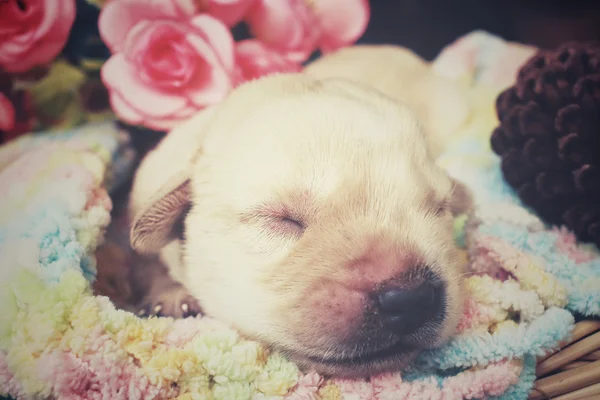 Labrador štěně spát — Stock fotografie