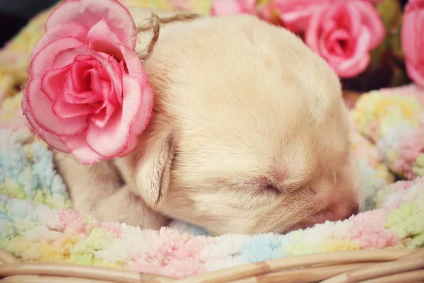 Labrador cachorro dormindo — Fotografia de Stock