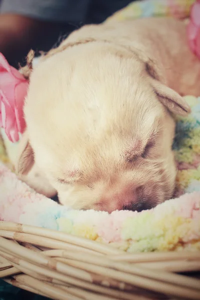 Labrador chiot dormir — Photo