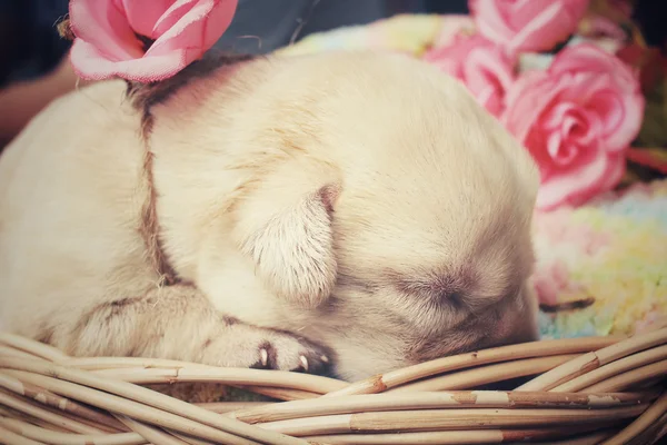 Labrador-Welpe schläft — Stockfoto