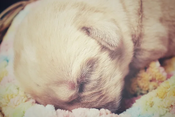 Лабрадорский щенок спит — стоковое фото