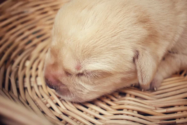 Labrador valp sova — Stockfoto