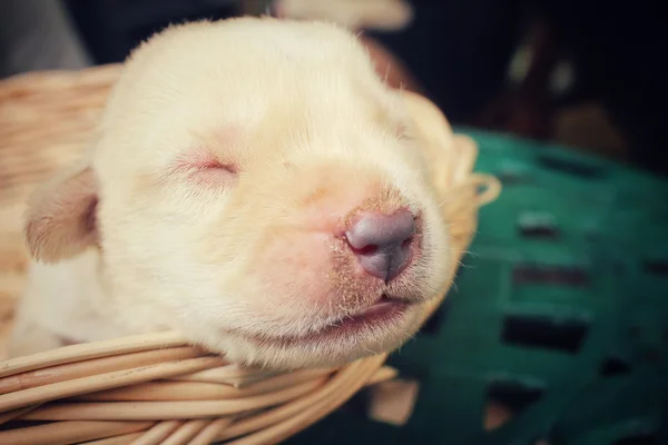 ラブラドール子犬の睡眠 — ストック写真