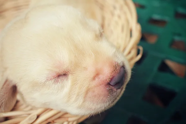 Uyku labrador köpek yavrusu — Stok fotoğraf