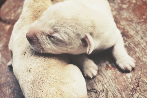 Labrador valp sova — Stockfoto