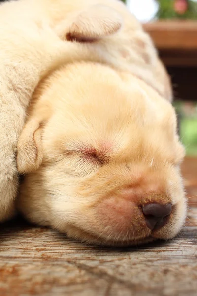 Labrador cachorro durmiendo — Foto de Stock
